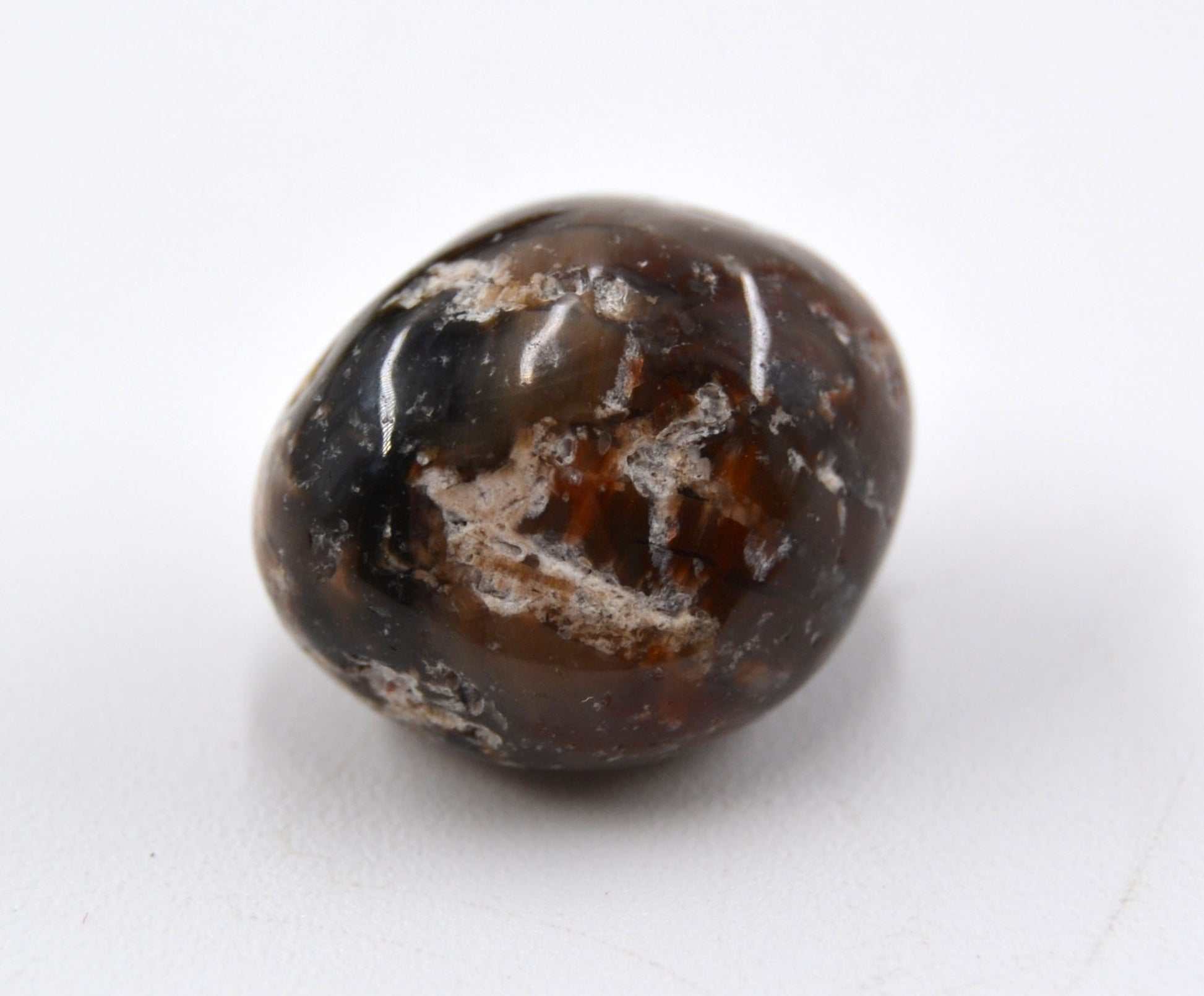 Ancient Echoes - Petrified Wood