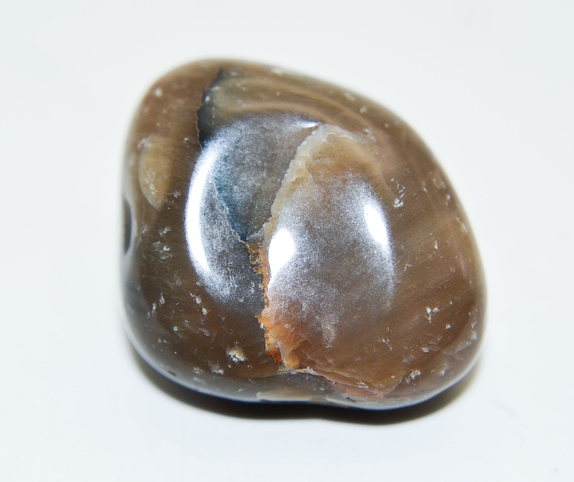 Molten Stillness - Petrified Wood