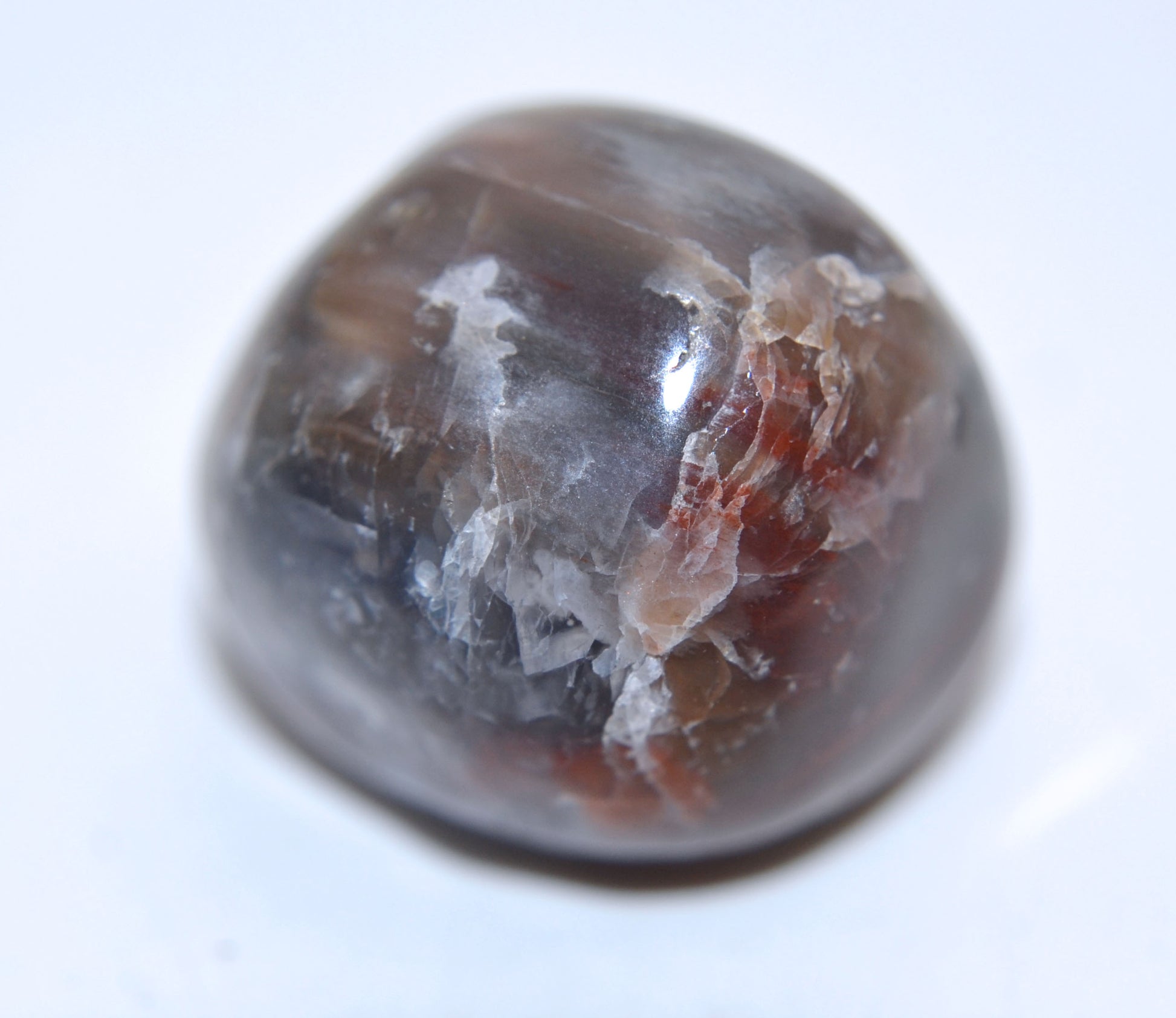 Roots & Renewal - Petrified Wood 